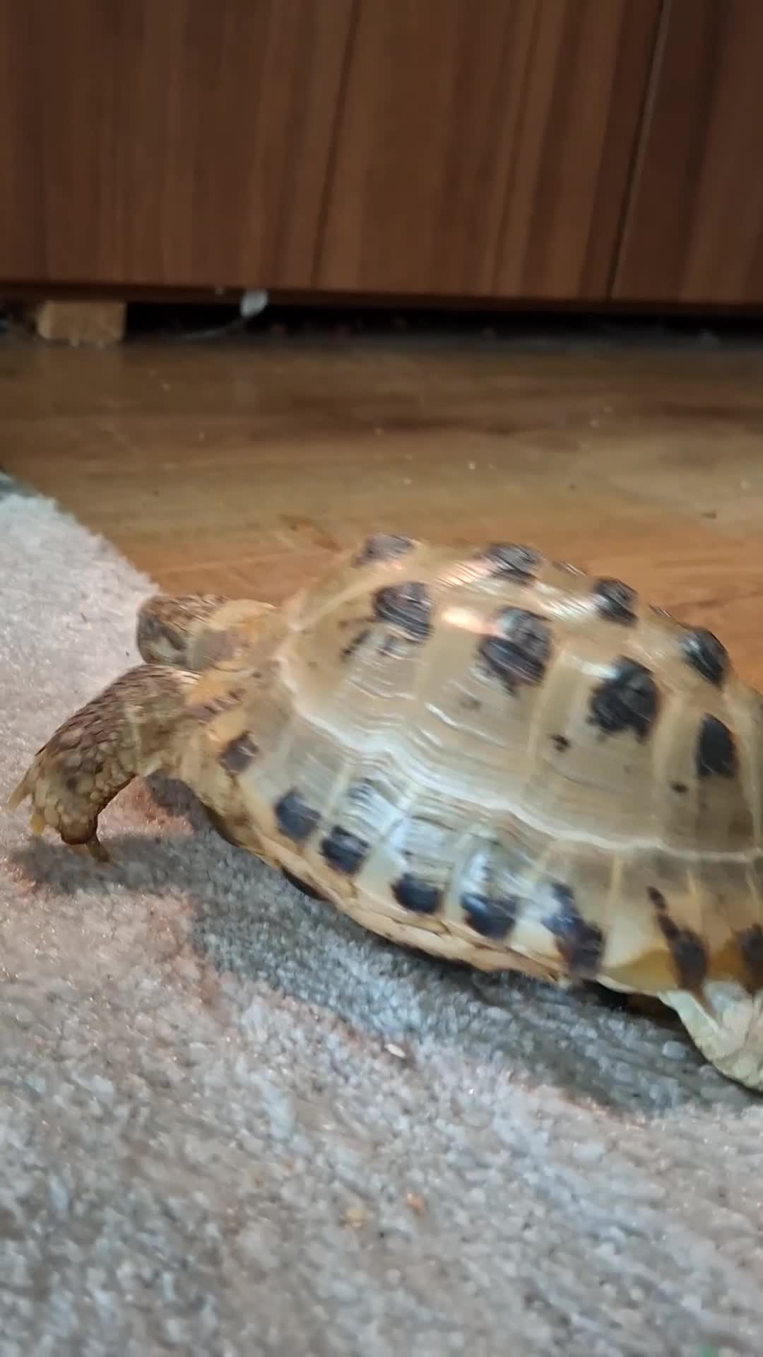 Tortoise reptiles for sale: Beautiful Horsfield tortoise and set up  - Video 2