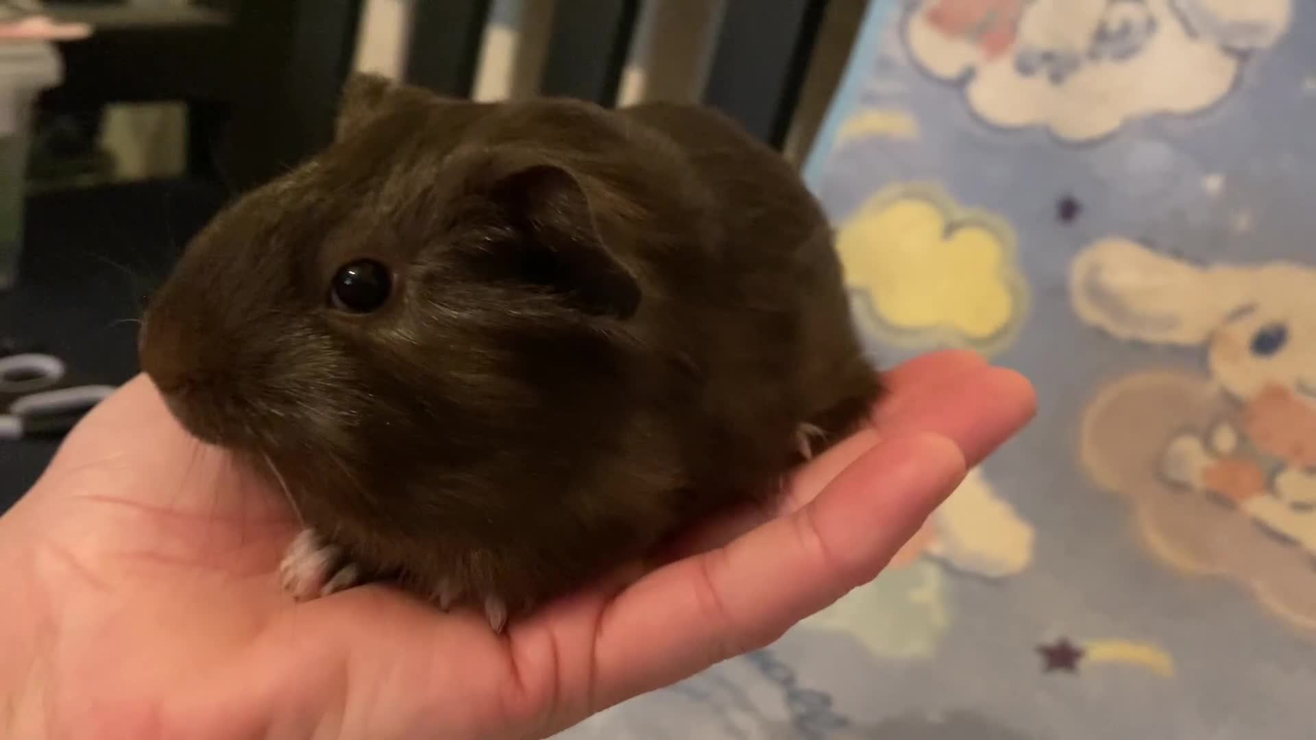 Guinea Pig rodents for sale: Gorgeous baby Guinea pigs in Saint Helens - Video 3