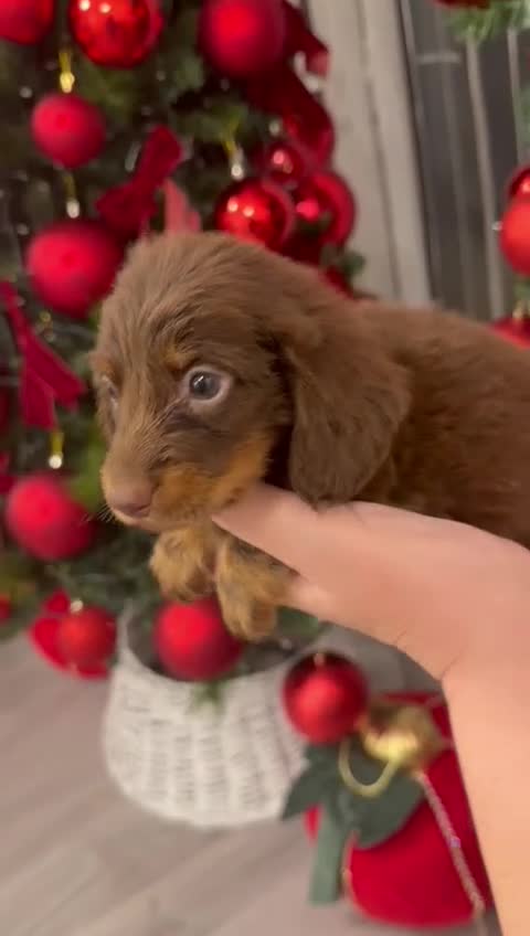 Miniature Dachshund dogs for sale: All RESVERD - Video 5