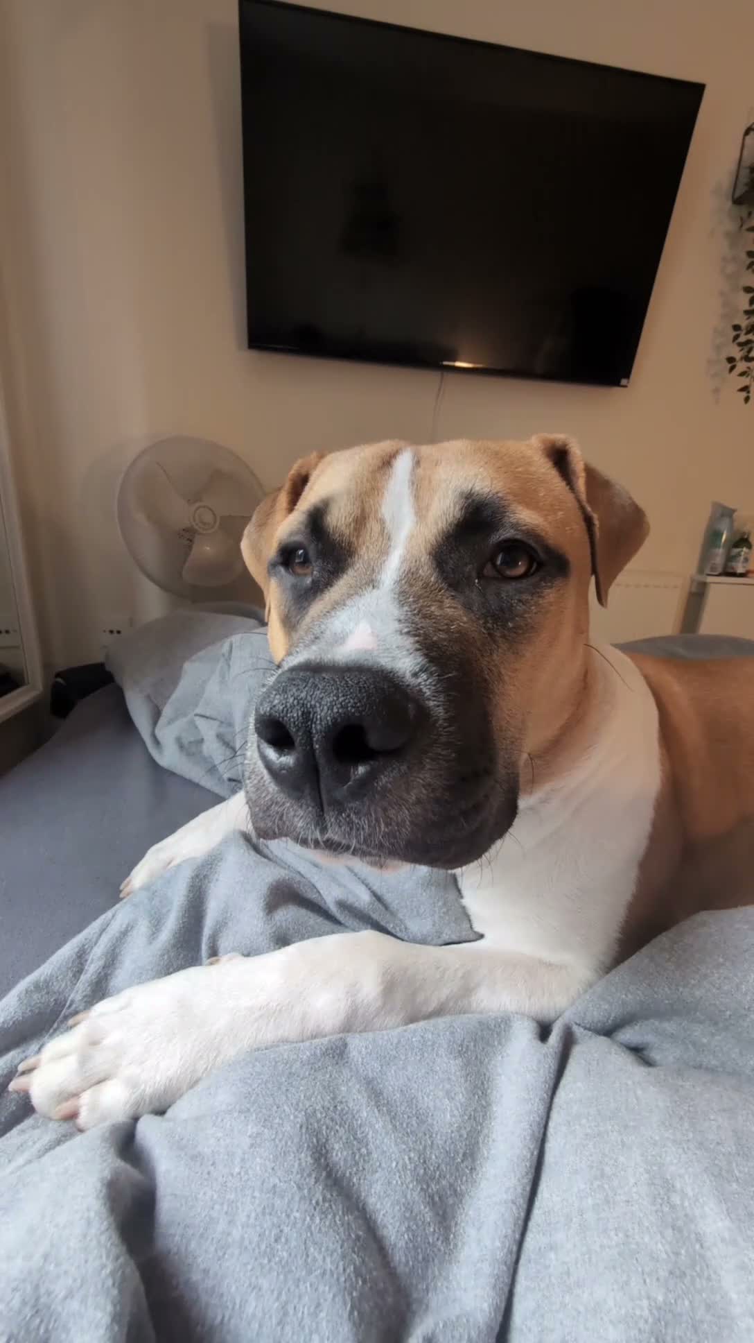 Mixed Breed dogs for sale: Theo. in Tamworth - Video 1
