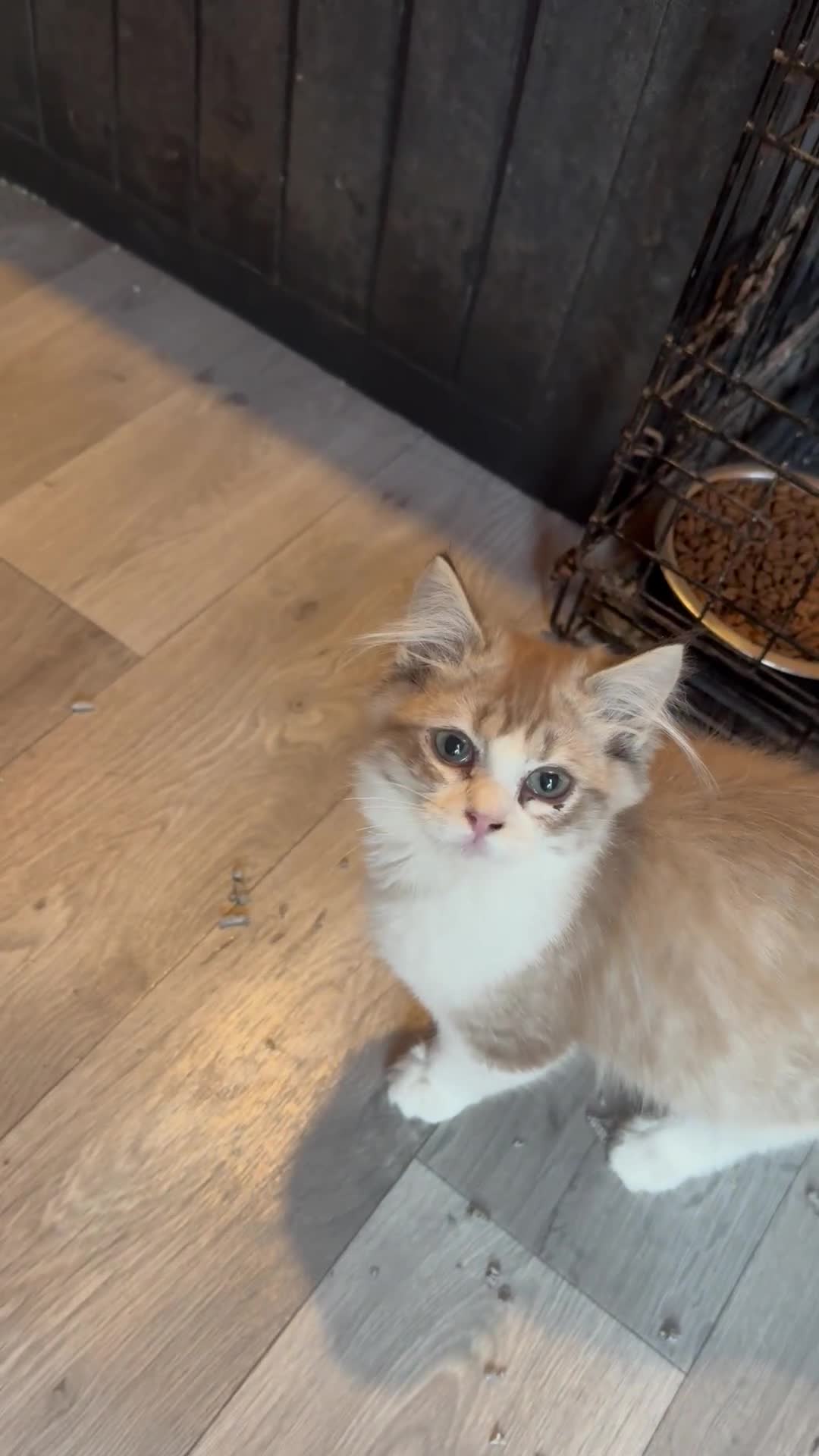 Ragdoll cats for sale: Last 2 reduced Beautiful ragdoll kittens  - Video 1