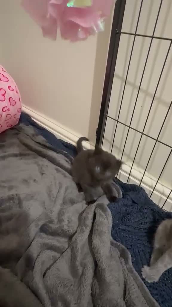 Mixed Breed cats for sale: Beautiful British Shorthair × Tuxedo Kittens in Peterborough - Video 3