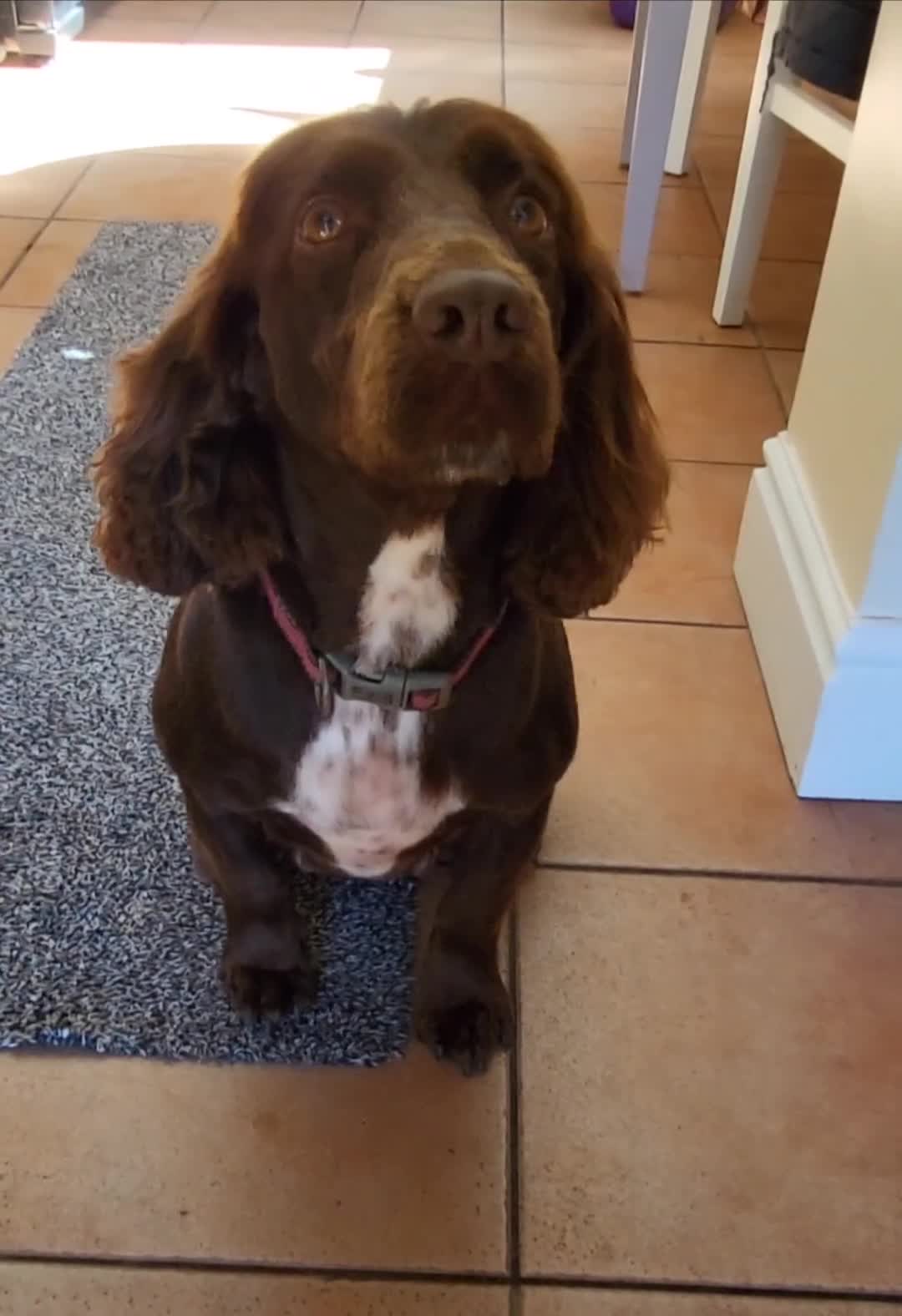 Cockerdor dogs for sale: Gorgeous Cockerdor Puppies  - Video 1