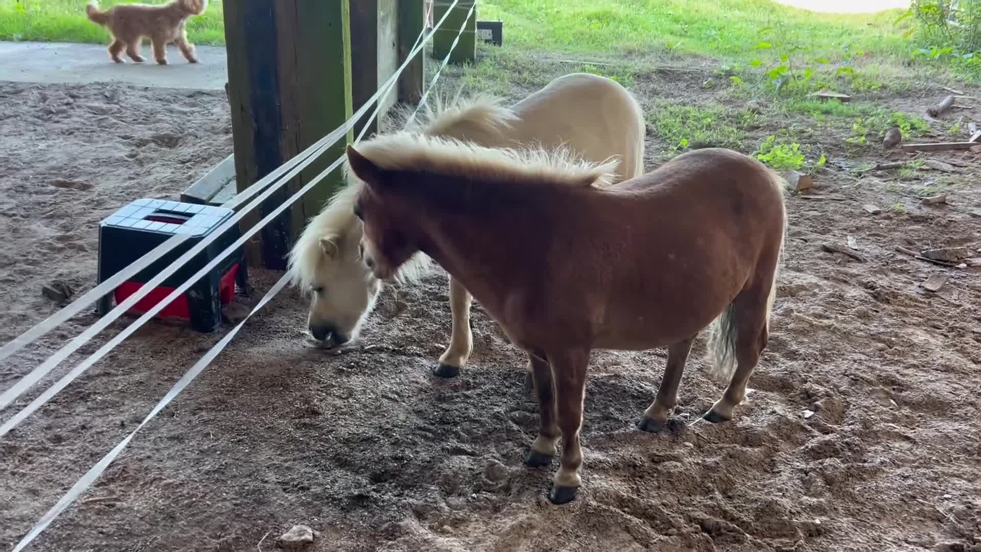 Shetland pony horses for sale: Adorable Miniature Shetland in Looe - Video 2