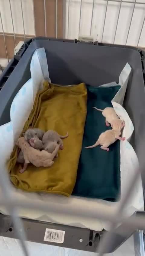 British Shorthair cats for sale: Stunning BSH/BLH Kittens for Sale  - Video 1