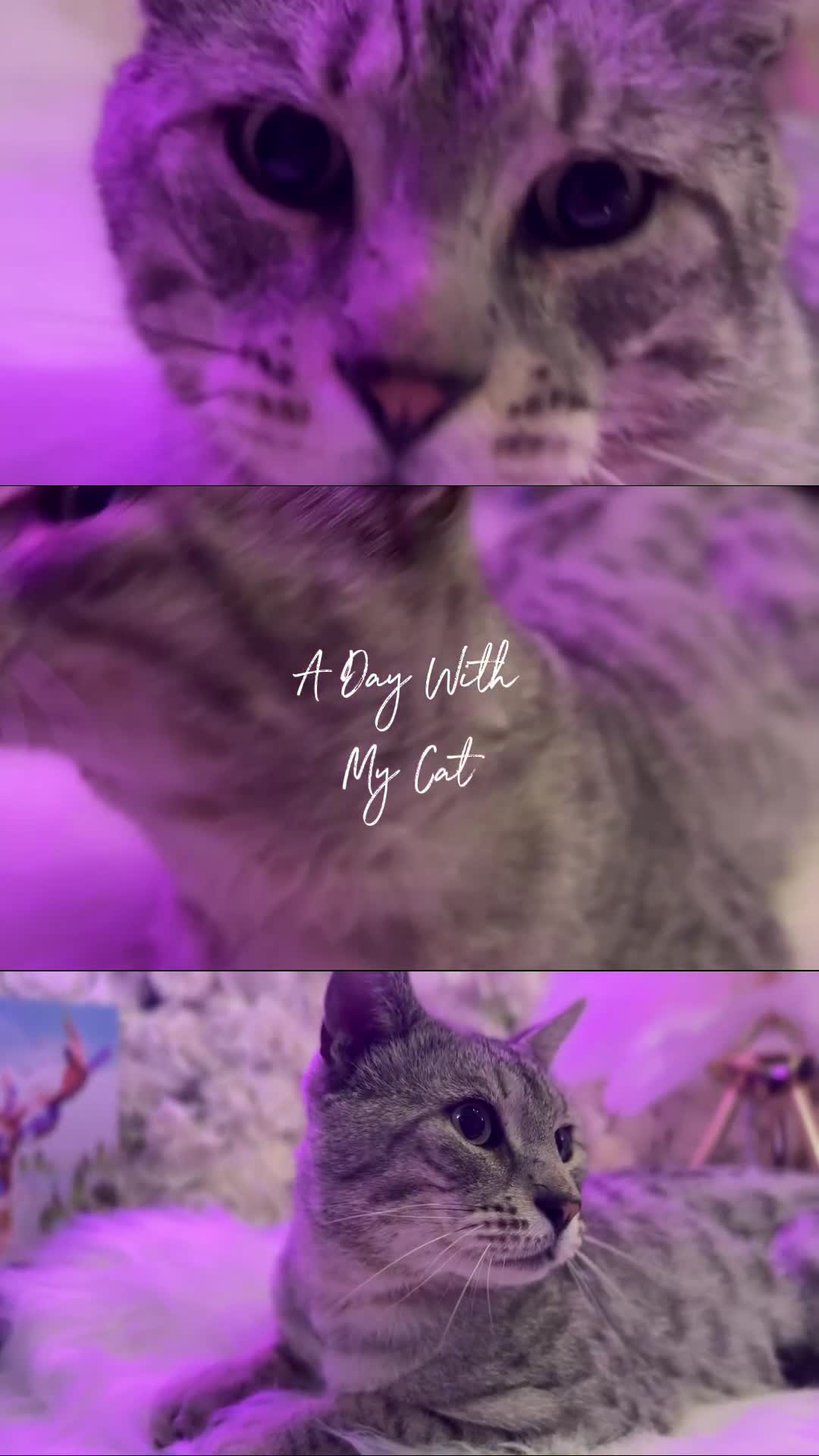 Egyptian Mau cats for sale: TICA SILK SMOKE PANTHER ED. EGYPTIAN MAU X BENGAL - Video 2