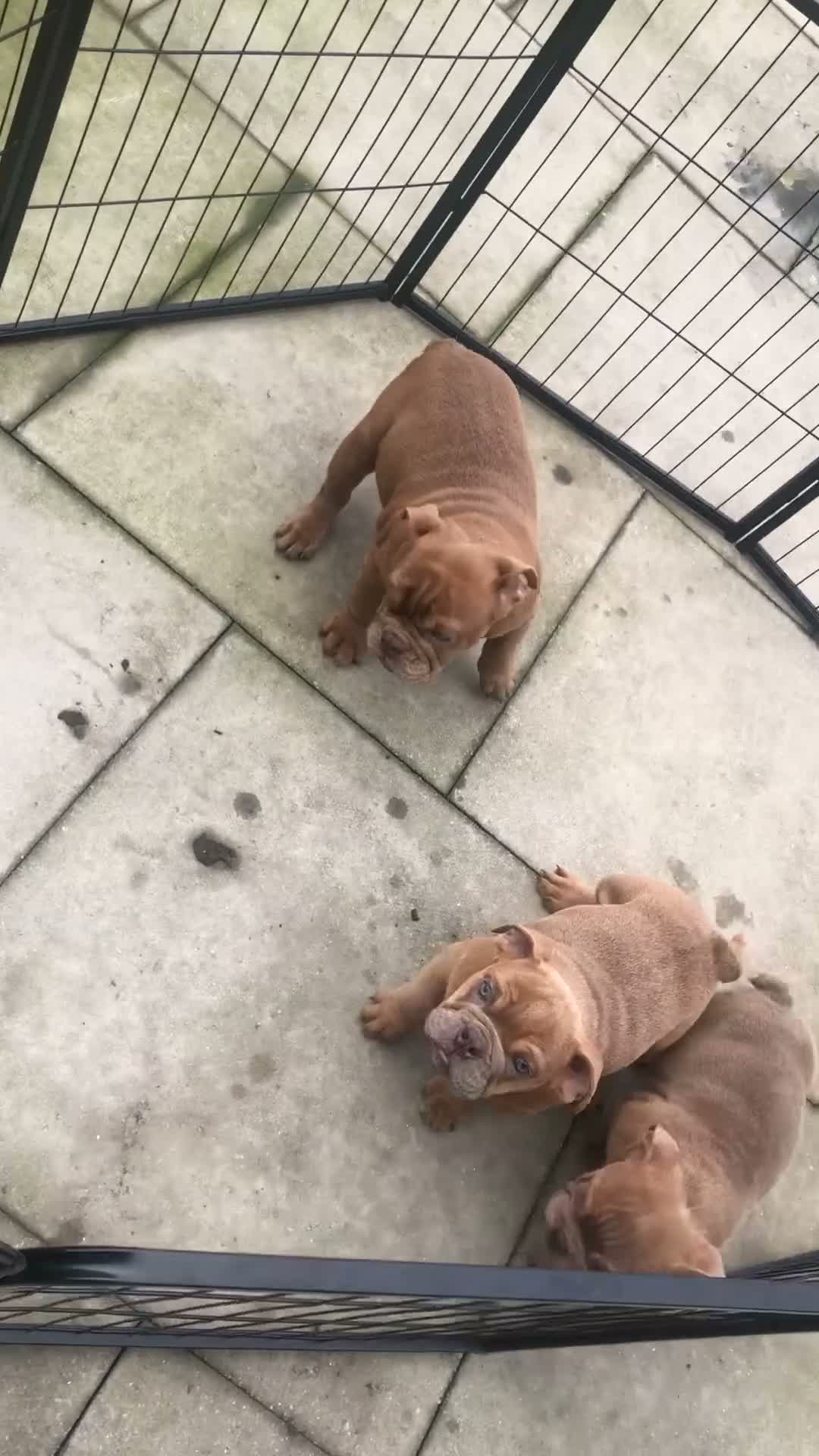 English Bulldog dogs for sale: Beautiful litter of English/British Bulldogs - Video 1