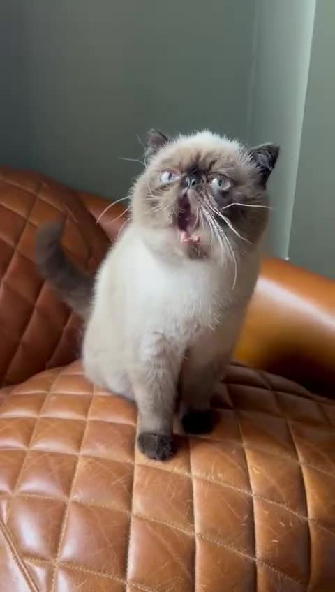 Persian cats for stud: Seal Point Bulgarian Import Stud Boy in Birmingham - Video 1