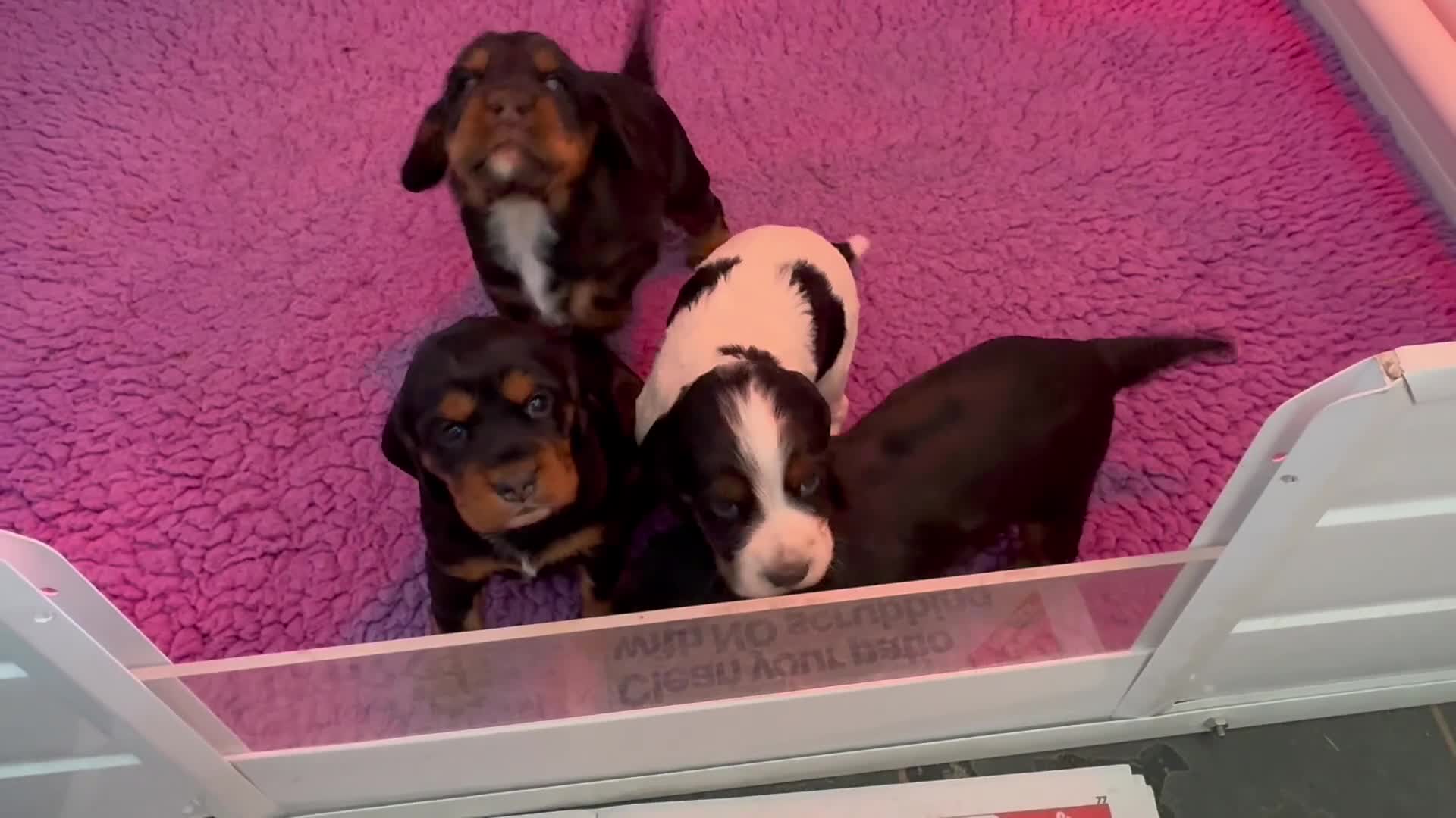 Cocker Spaniel dogs for sale: A beautiful litter of health tested, KC Reg cocker in Barnstaple - Video 2