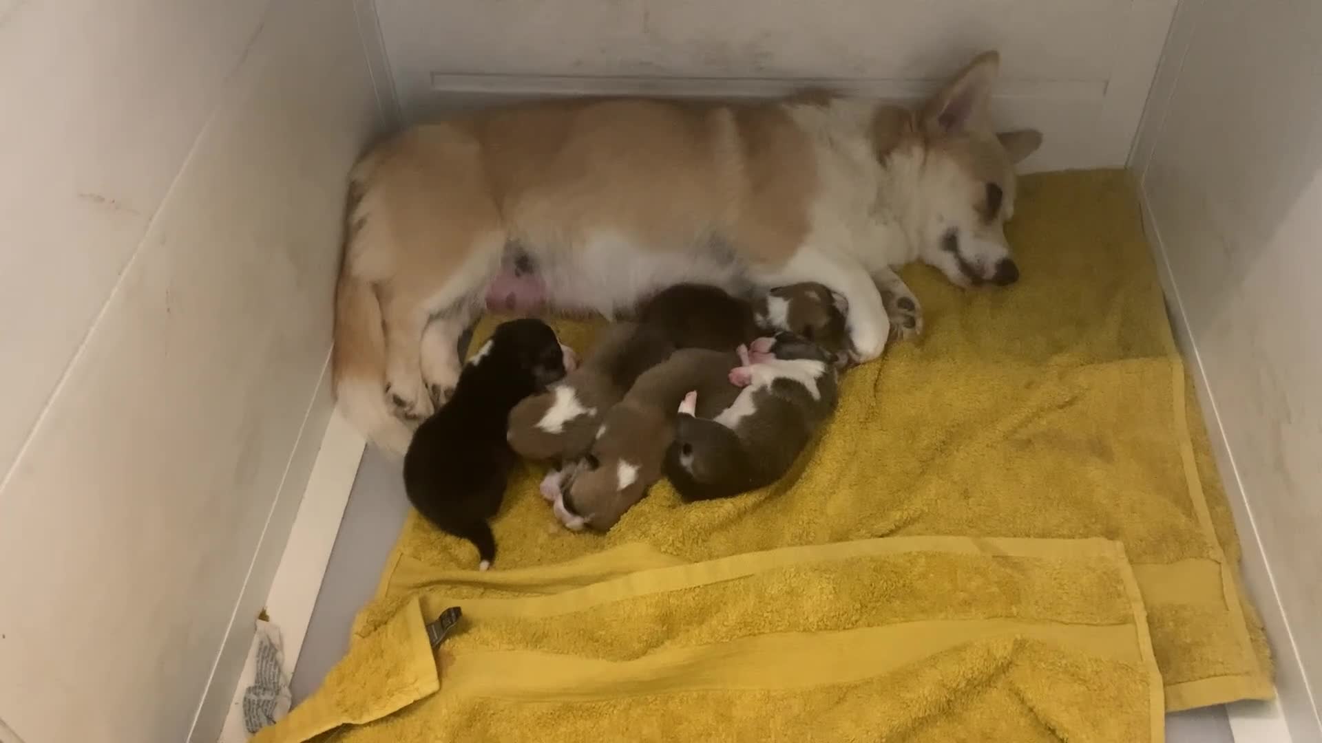 Welsh Corgi Pembroke dogs for sale: Pembroke corgi  - Video 2