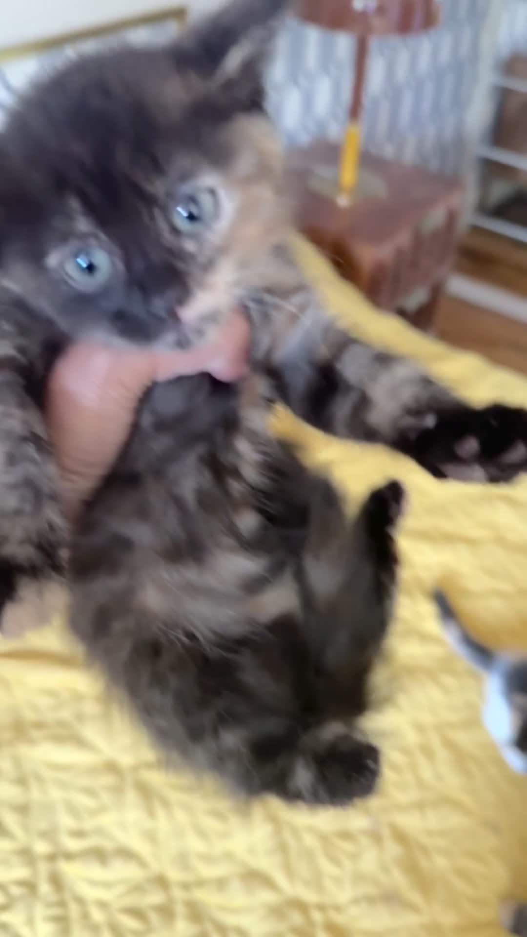 British Shorthair cats for sale: Pure British Shorthair Kittens Ready Now! - Video 3