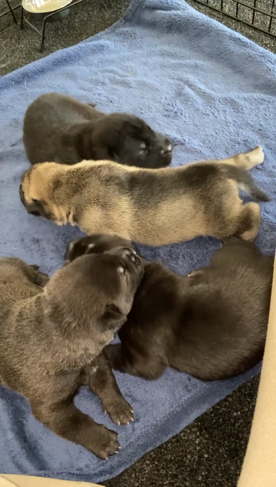 Mixed Breed dogs for sale: ⭐️Stunning Shar pei pups⭐️ - Video 1