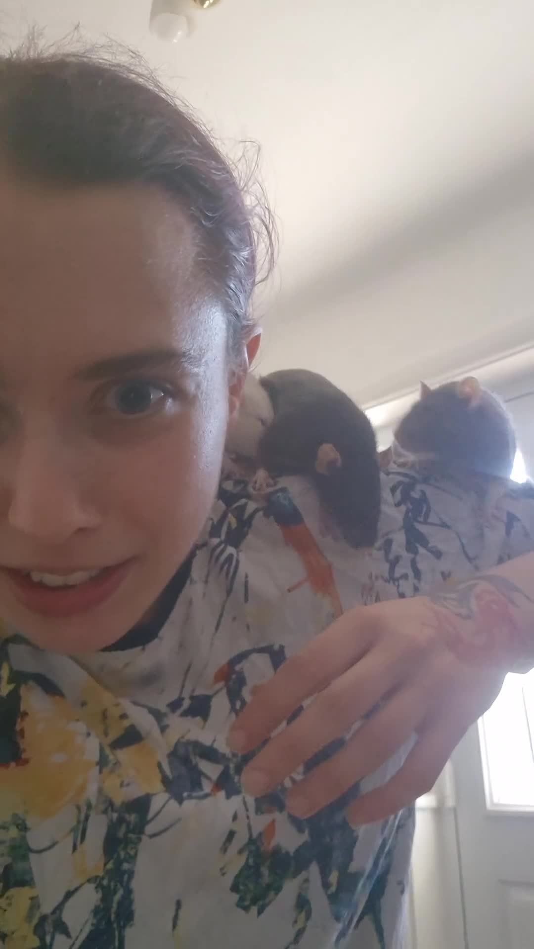 Rat rodents for sale: 5 female rats for sale  - Video 1