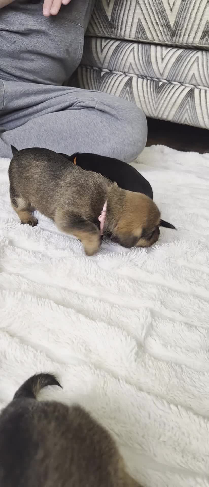 Mixed Breed dogs for sale: Jack Tzu Puppies - Video 4