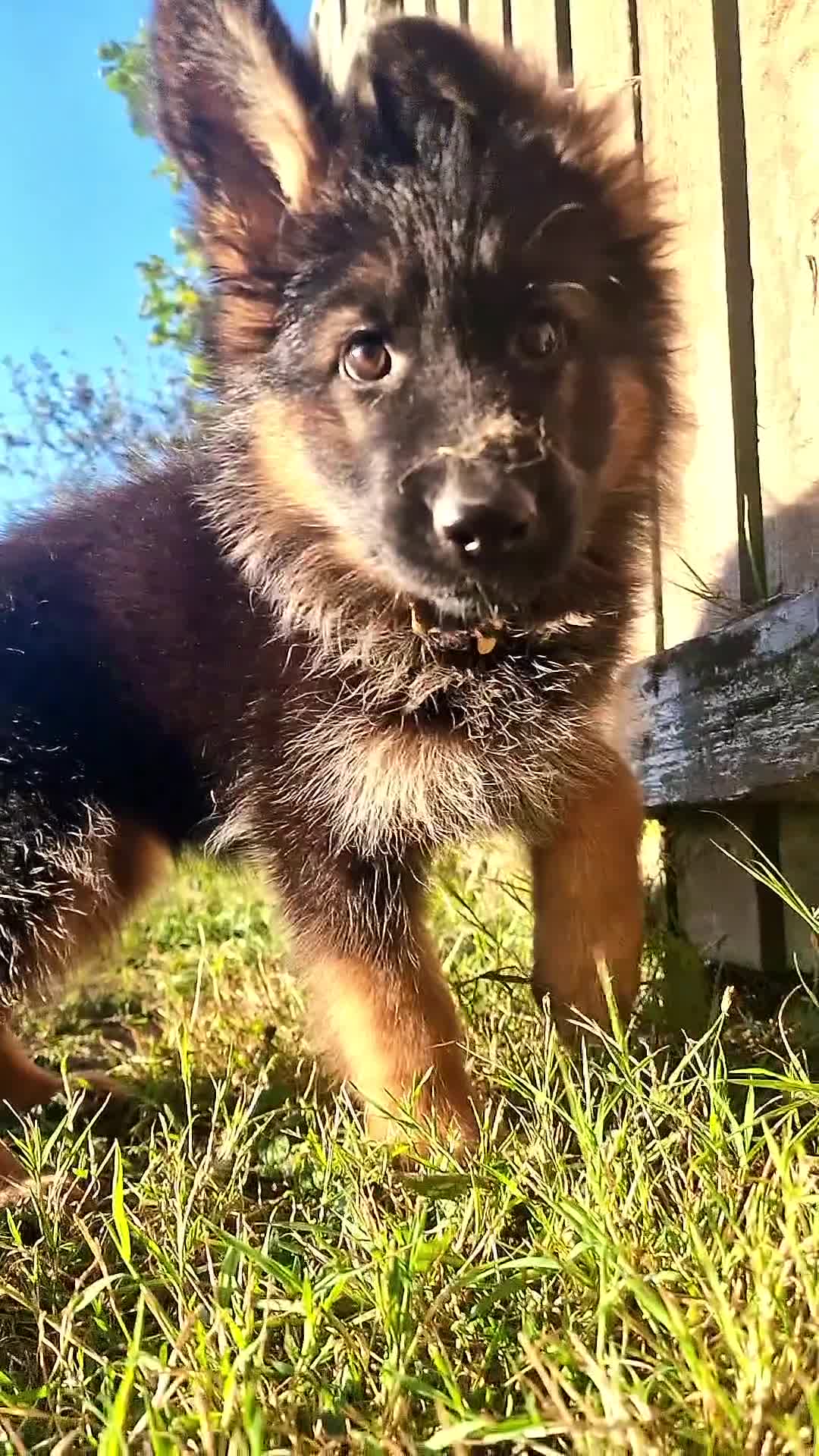 German Shepherd dogs for sale: Last available female 😍Little Paws Big Heart😍 - Video 3