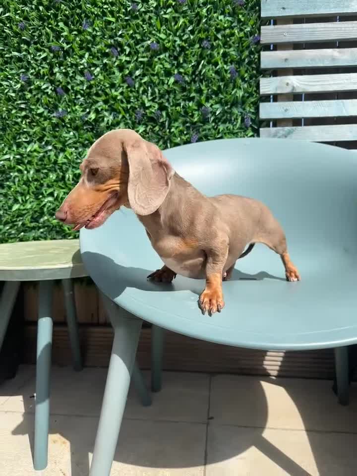 Miniature Dachshund dogs for sale: Kc reg Minature dachshund girl  - Video 1