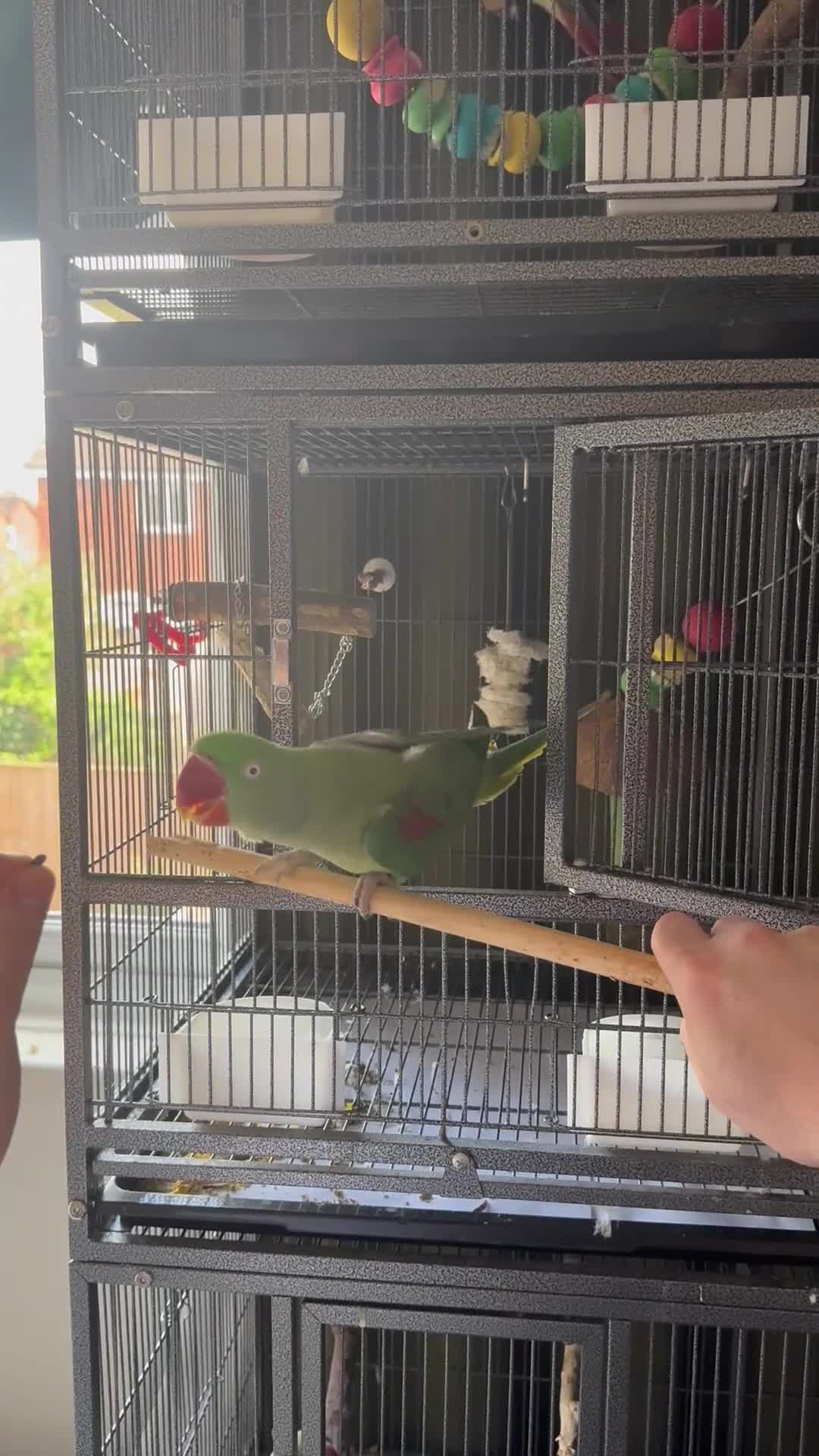 Parakeets birds for sale: Female Alexandrine Parrot/Parakeet Tamed&Trained  - Video 2