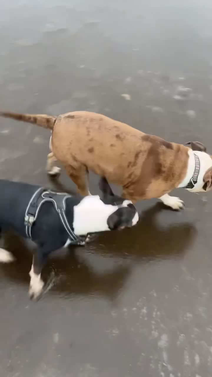 English Bull Terrier dogs for sale: Beautiful liter of championship Englishbullterrier in Ferryhill - Video 2