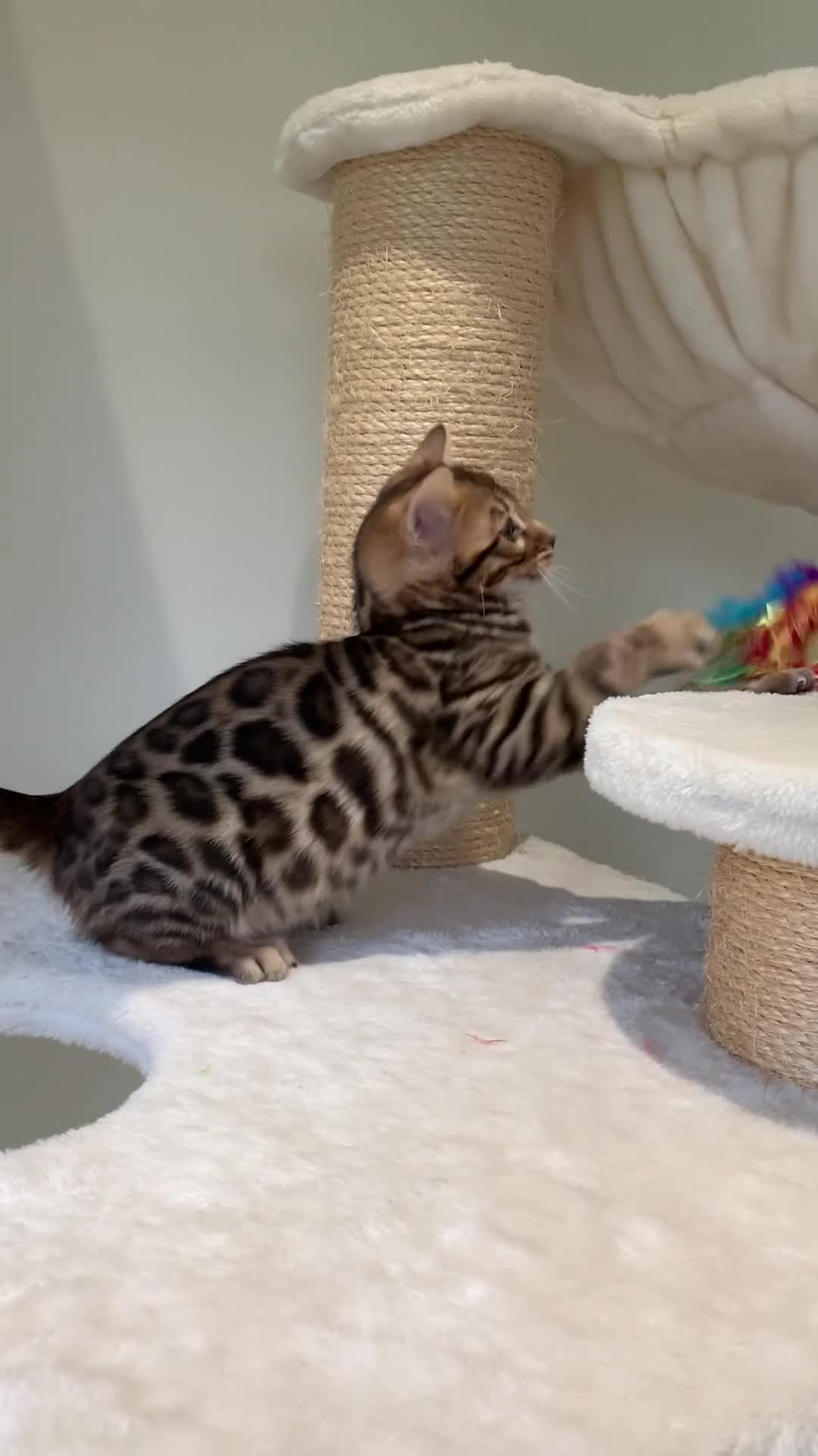 Bengal cats for sale: Best Quality Bengal Kittens in the U.K.  - Video 1