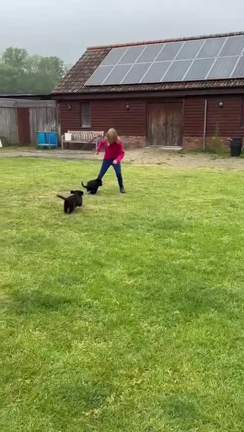 Bordoodle dogs for sale: 🩷 Beautiful F1 Bordoodle puppies 2 left 🩷 in Wokingham - Video 1