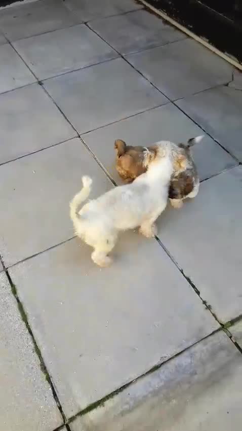 Shih Tzu dogs for sale: Shitzu - Video 1