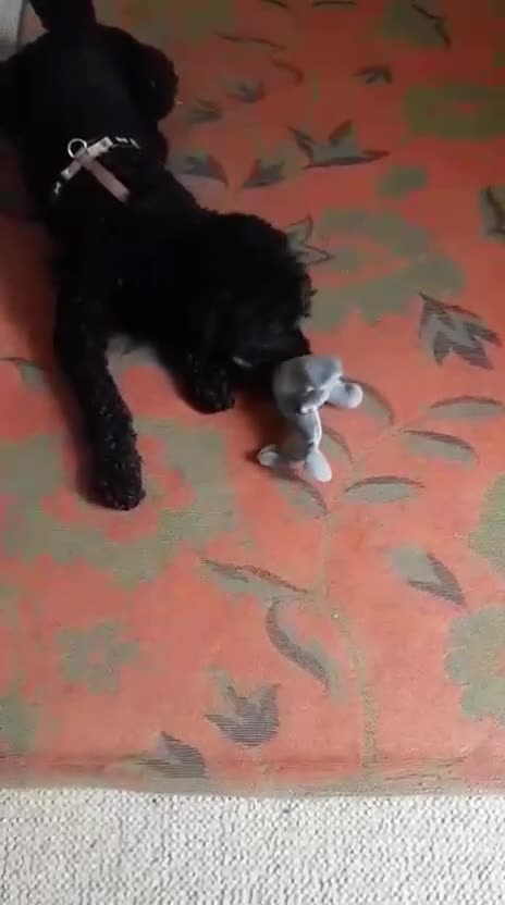 Miniature Poodle dogs for adoption: ❤️🐶 CHARLIE – Sweet, Lively Girl Ready for Home in Stoke-on-Trent - Video 1