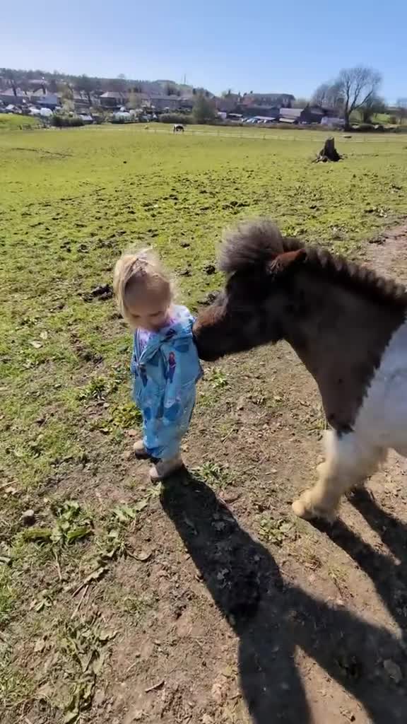 Shetland pony horses for sale: Rocco mini Shetland gelding 8hh - Video 1