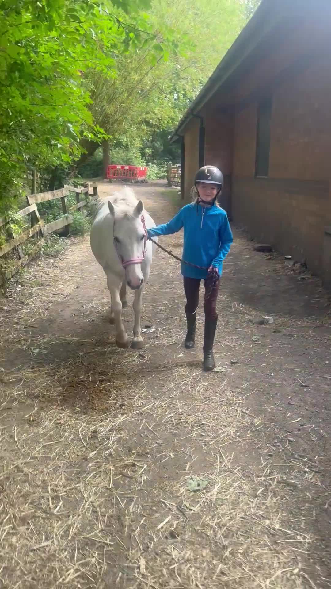 Welsh Section A horses for sale: 12.1/2 Grey Welsh section A white mare  - Video 1