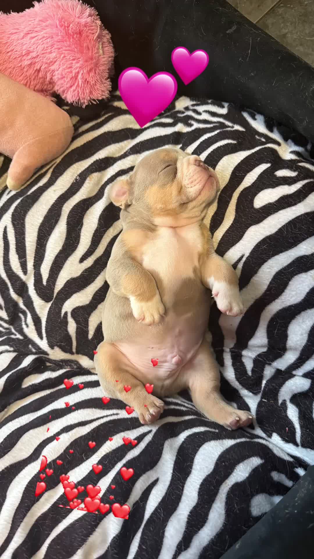 English Bulldog dogs for sale: 👑 Ziggy 👑 English bulldog  - Video 1