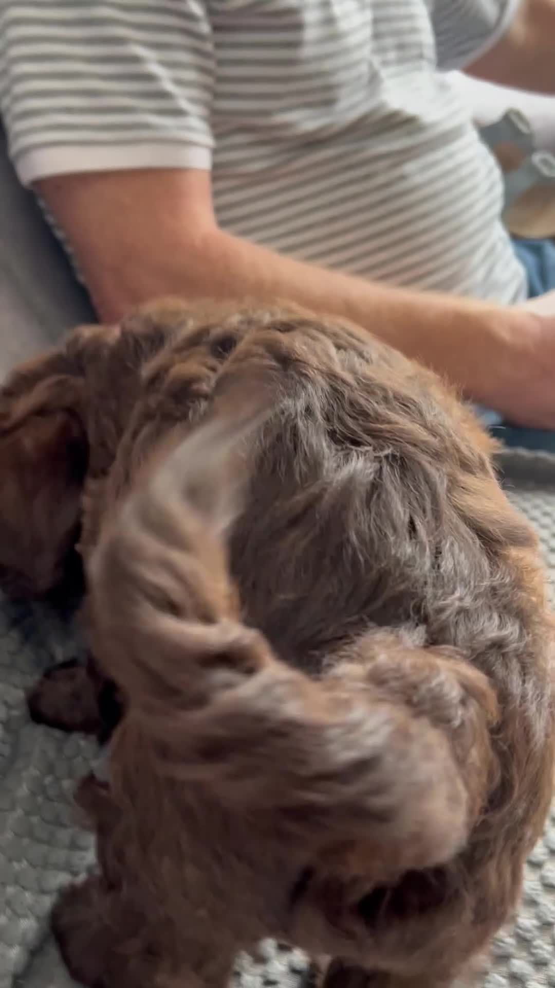 Sproodle dogs for sale: Quality f2b sproodles PRA Clear - Video 1