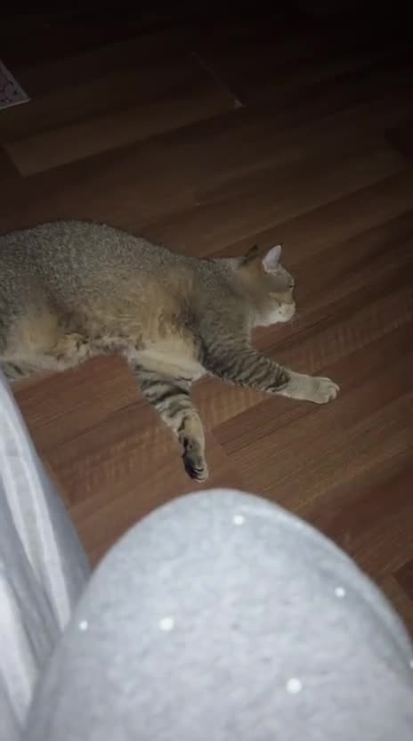 British Shorthair cats for sale: 2 x male BSH brothers - Video 1
