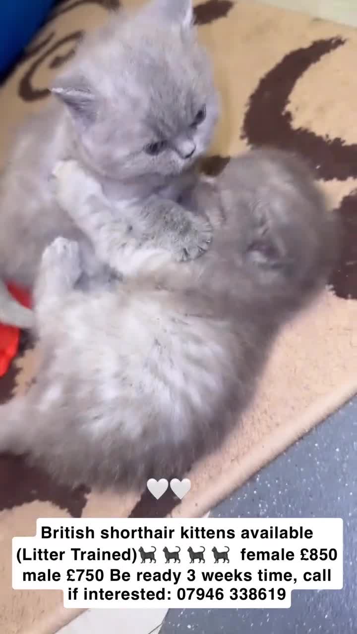 British Shorthair cats for sale: British short hair kittens  - Video 1