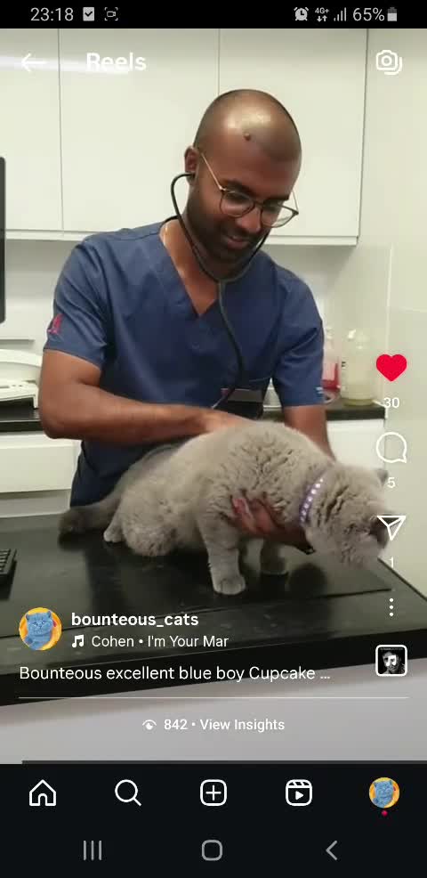 British Shorthair cats for sale: Closing of BSH cattery, 50% discount  - Video 1