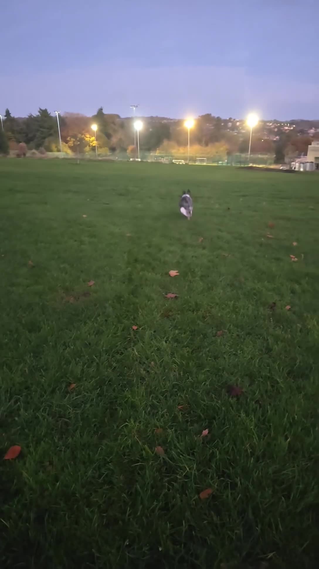 Border Collie dogs for stud: For stud - Video 1