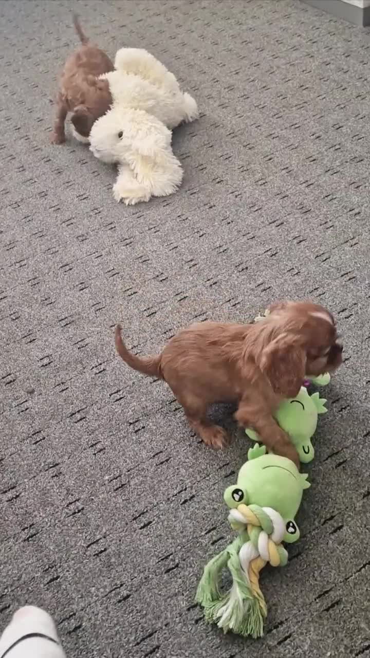 Cavalier King Charles Spaniel dogs for sale: FULLY HEALTH TESTED KC CAVALIERS PUPPIES - Video 1