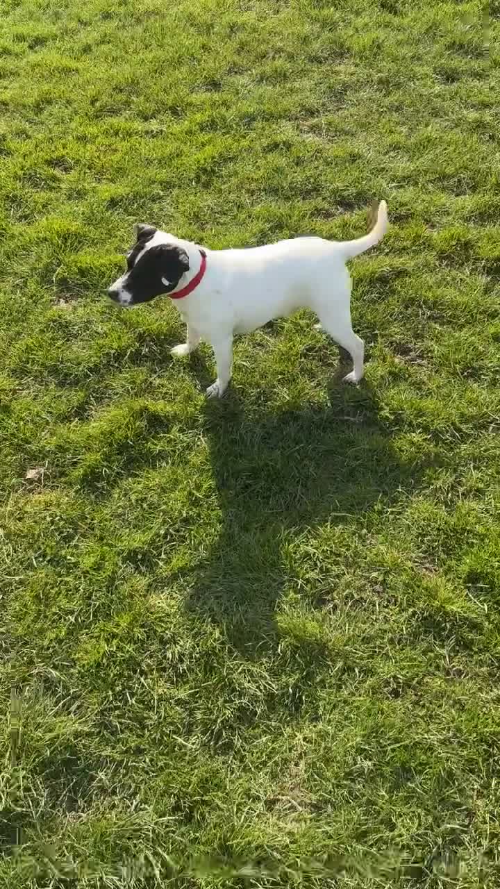 Mixed Breed dogs for sale: Eddie  - Video 2