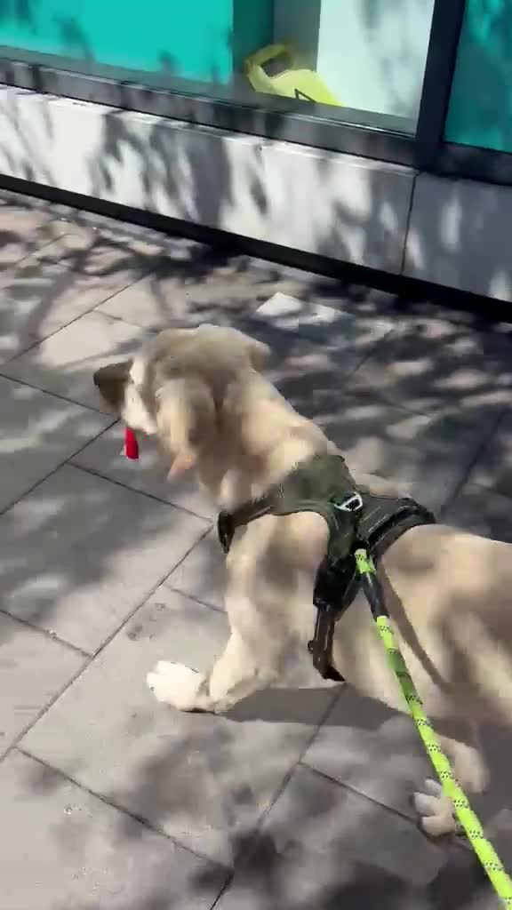 Anatolian Shepherd dogs for adoption: Teddy – 7 Months Old-Perfect with Kids, Dogs, Cats - Video 3