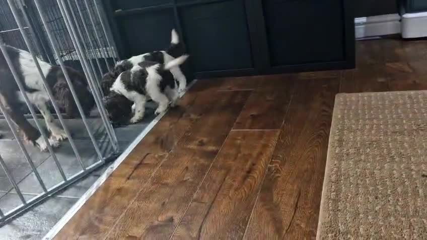 Sproodle dogs for sale: F1 Parti Sproodles 💥 REDUCED 💥 LAST TWO MALES 💥 in Kidderminster - Video 1
