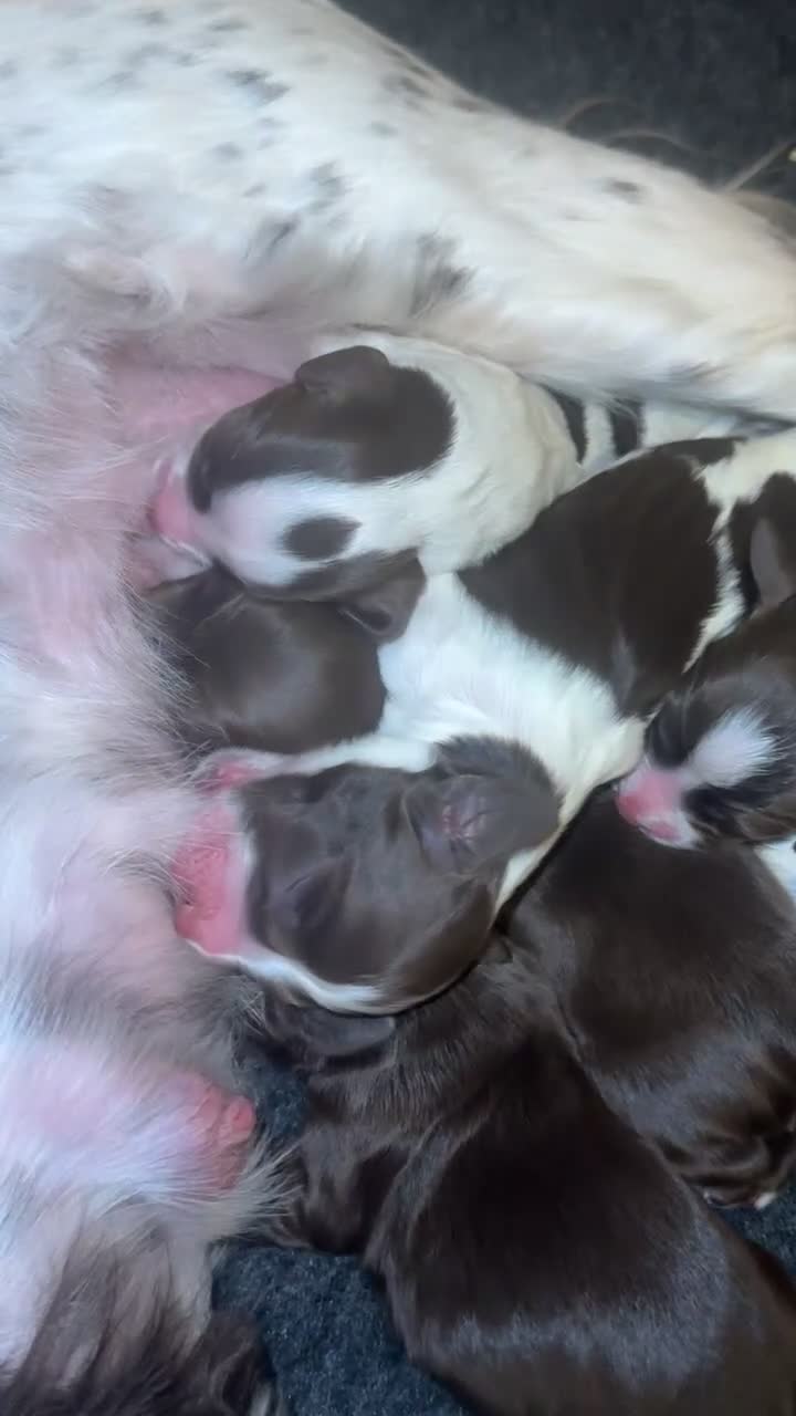 Sprocker dogs for sale: Sprocker puppies  - Video 1