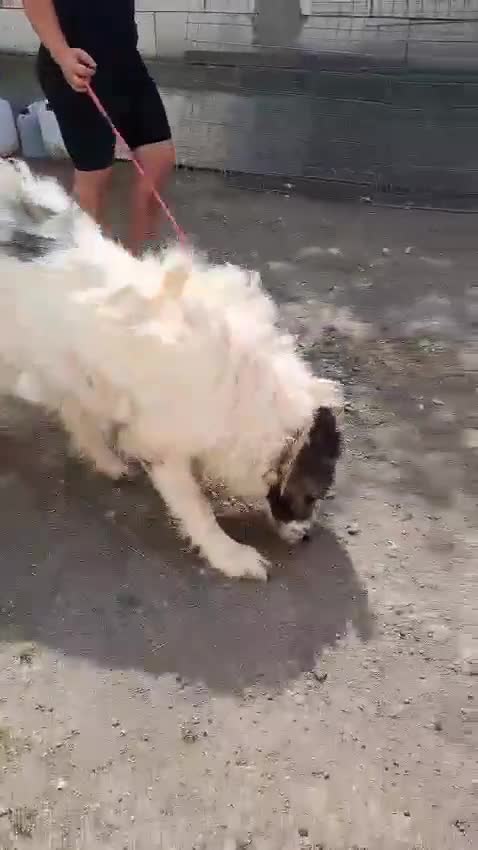 Mixed Breed dogs for adoption: 🐶Meet haiduc, one big fluffball 😍 - Video 1