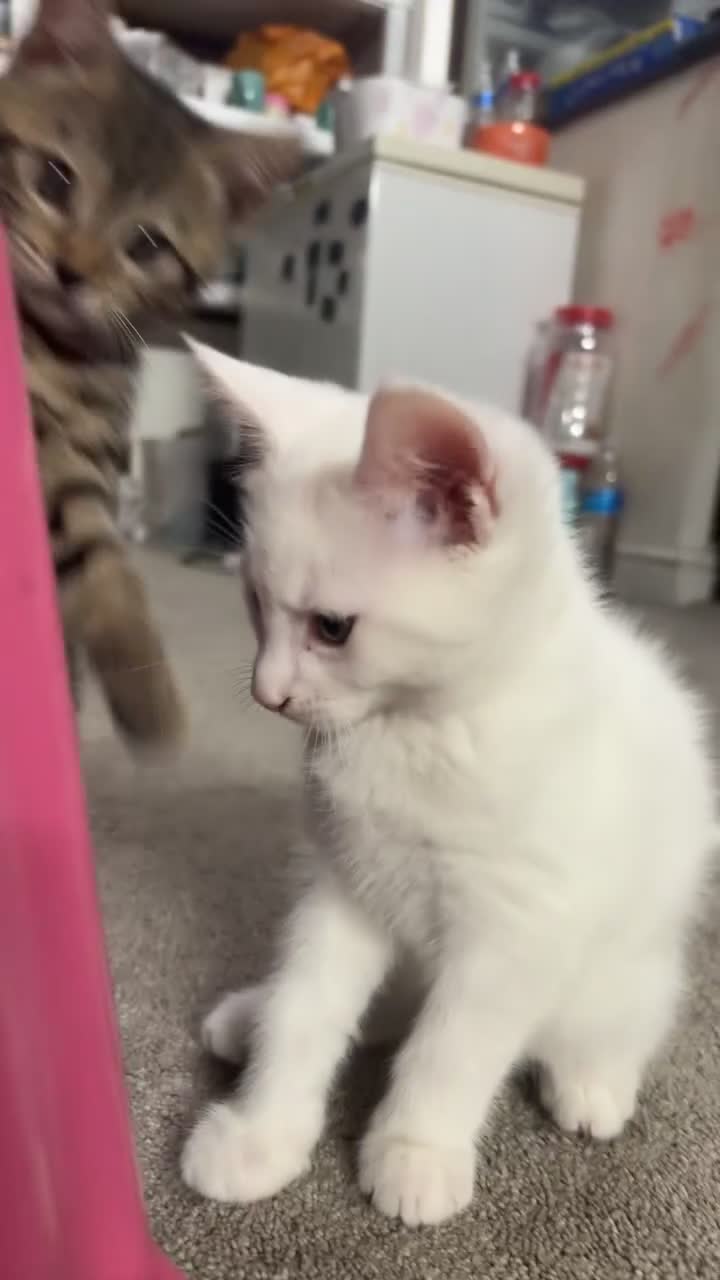 Mixed Breed cats for sale: Mix breed kittens - Video 2