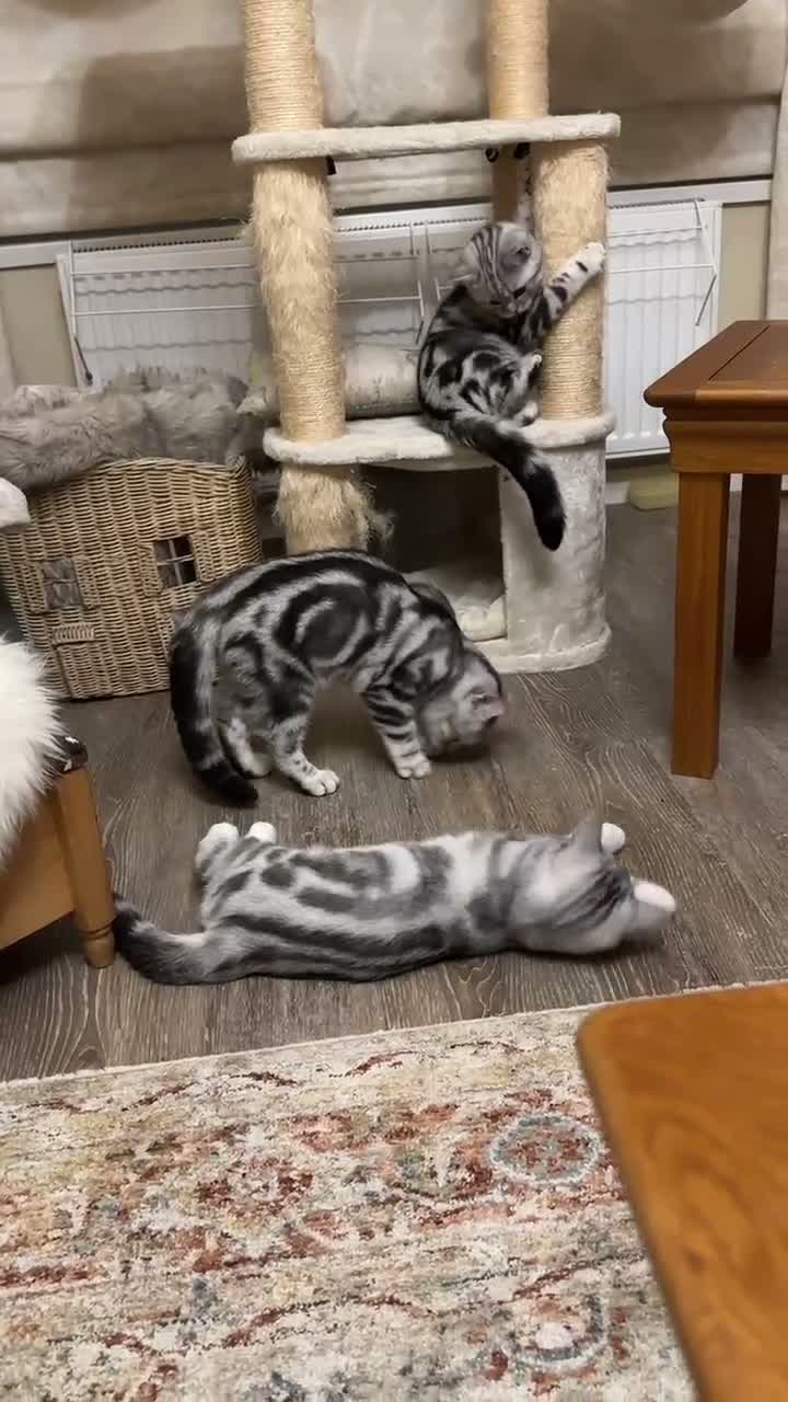 British Shorthair cats for sale: Pedigree Silver tabby British shorthair kittens  - Video 3