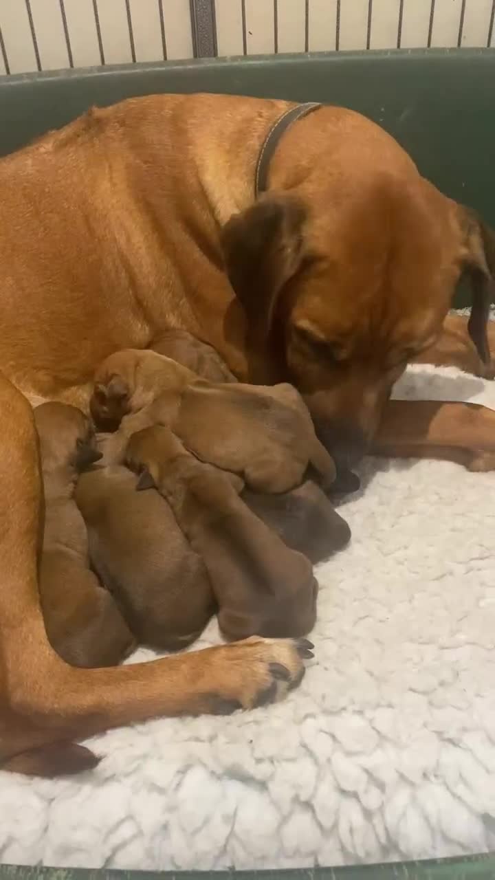 Rhodesian Ridgeback dogs for sale: KC reg Rhodesian Ridgeback puppies - Video 1