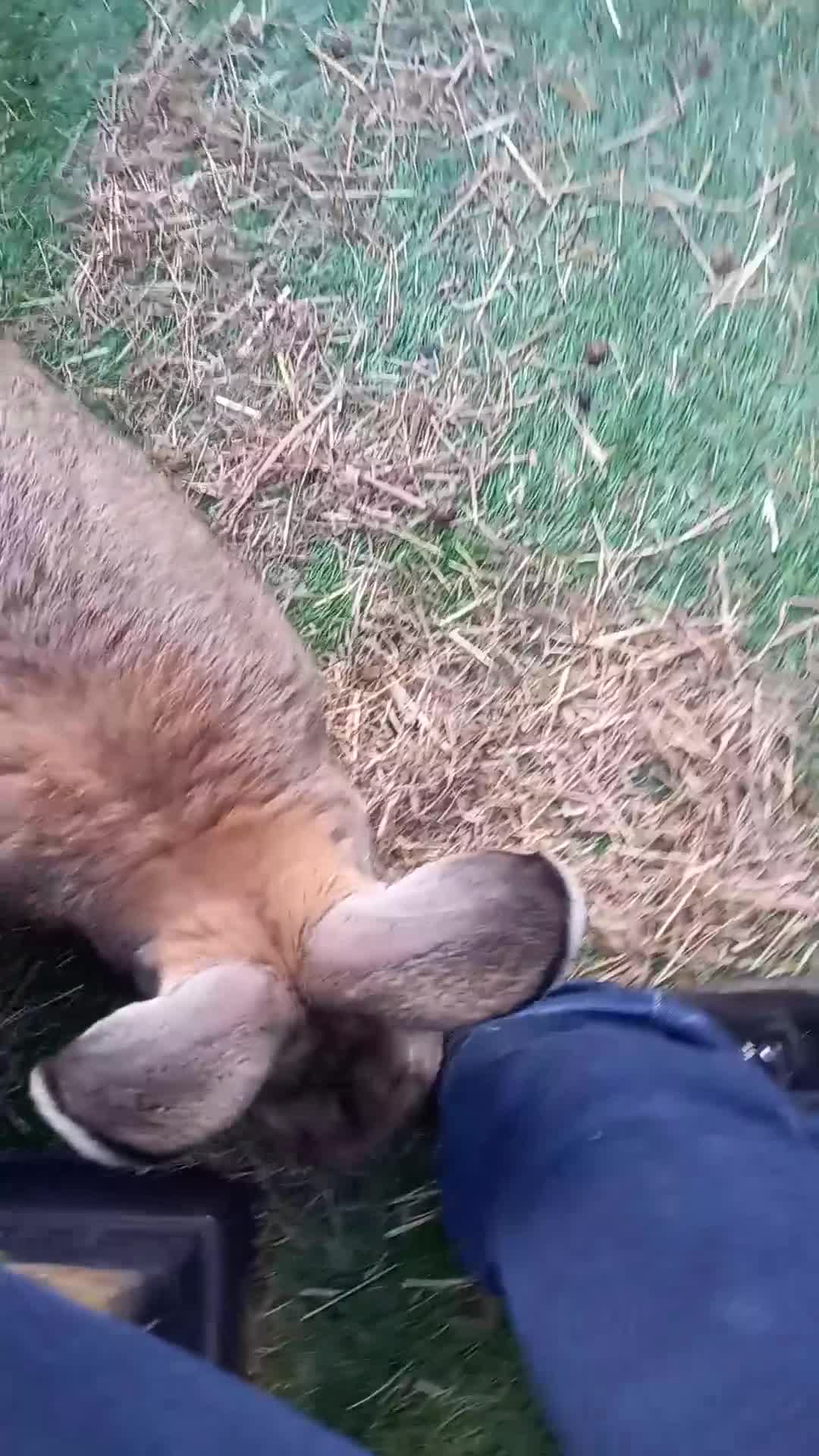 Continental Giant rabbits for sale: Male continental giant - Video 1