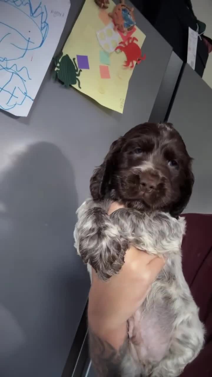 Cocker Spaniel dogs for sale: Show type cocker spaniel  - Video 5