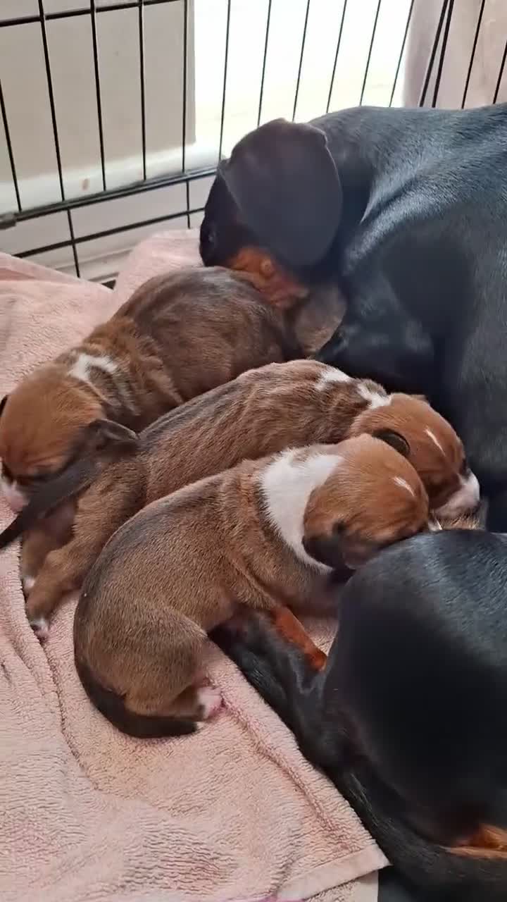 Mixed Breed dogs for sale: Bull terrier X Miniature Dachshund puppies in Chesterfield - Video 2