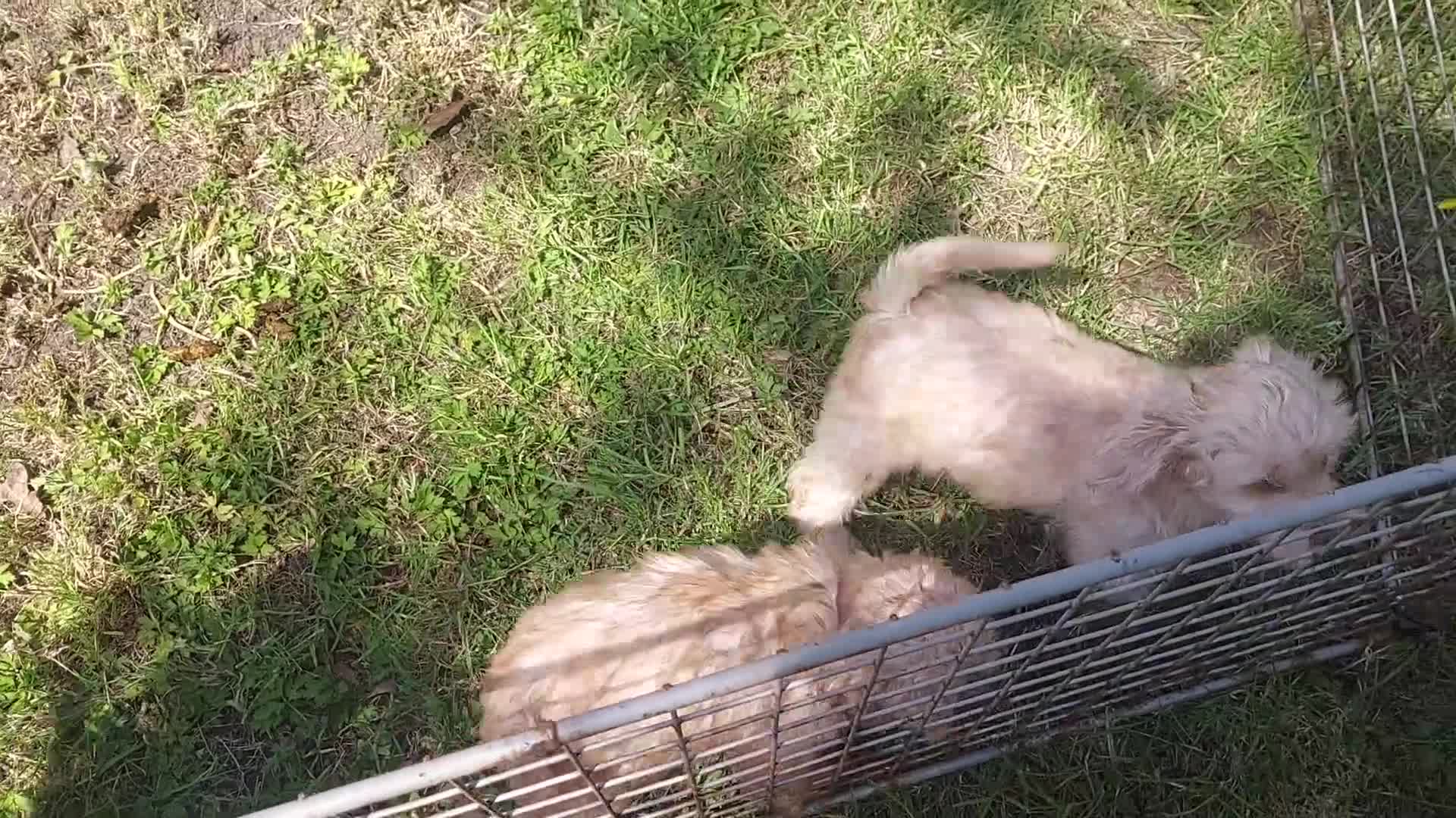 Cockapoo dogs for sale: Genuine f1 cockapoo puppies. - Video 1