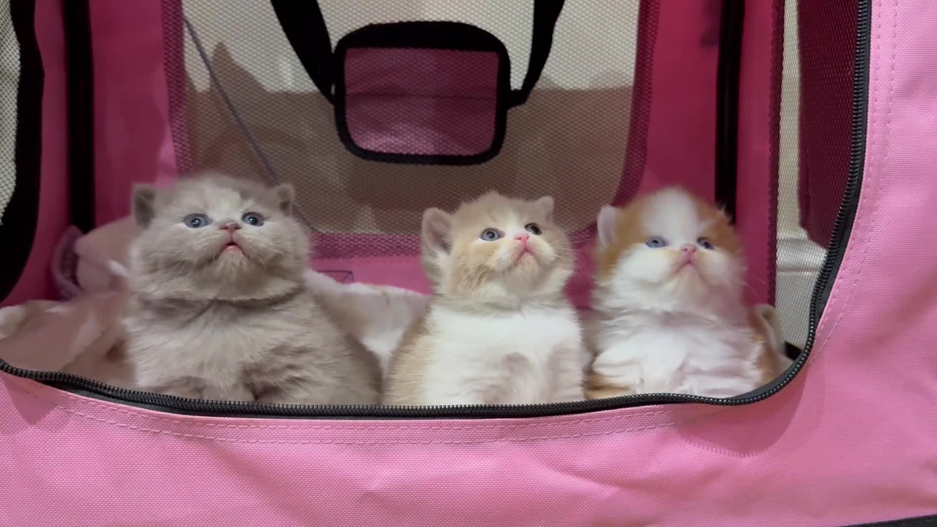 British Shorthair cats for sale: Two lovely boys left  - Video 2