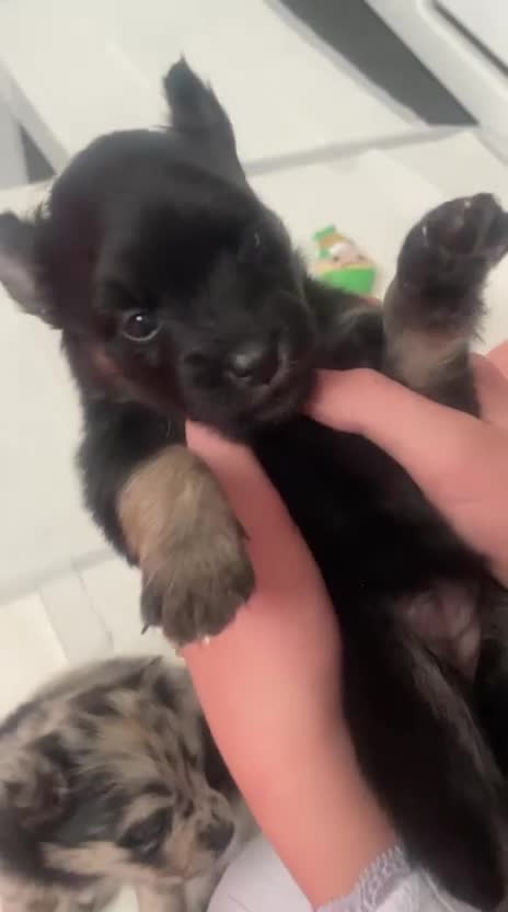 Pomsky dogs for sale: 5 High Quality Pomsky Puppies  - Video 4