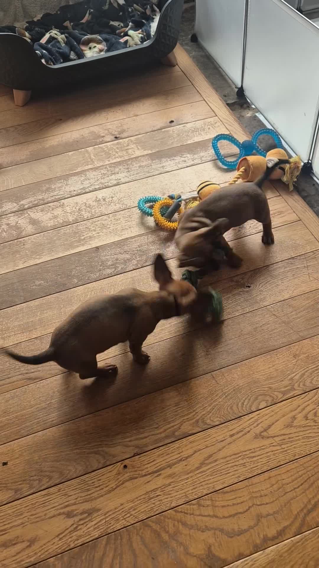 Miniature Dachshund dogs for sale: Adorable Minature Daschunds  - Video 1